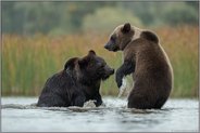 heftige Rangelei... Europäischer Braunbär *Ursus arctos*, zwei Bären im Kampf