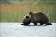 gar nicht wasserscheu... Europäischer Braunbär *Ursus arctos* läuft durch flaches Wasser im Randbereich eines Sees