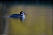 Farbenspiel... Haubentaucher *Podiceps cristatus* im zeitigen Frühjahr