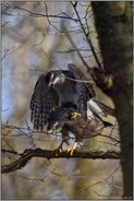 bei der Paarung... Habicht *Accipiter gentilis*, kopulierendes Habichtpärchen im Wald