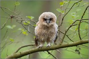 Kinderaugen... Waldkauz *Strix aluco*, Waldkauzästling schaut mit großen runden Kulleraugen in die Welte, Jungvogel kurz vor dem Flügge-werden