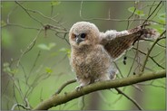 noch etwas ungeschickt... Waldkauz *Strix aluco*, Waldkauzästling, Jungvogel hat das Nest kurz vor dem Flüggewerden verlassen