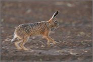 Hasentrab... Feldhase *Lepus europaeus*, Hase läuft über einen Acker, dynamisch mitgezogene Aufnahme