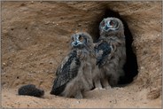 aufmerksam... Europäischer Uhu *Bubo bubo*, zwei Jungvögel in einer Sandgrube mit einem Igel