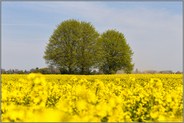 Rapsblüte... Meerbusch *Rhein-Kreis Neuss* im April, bei Langst-Kierst