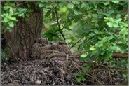 7 Augen... Europäischer Uhu *Bubo bubo*, Jungvögel in ihrem Nest auf einem alten Habichthorst am späten Abend