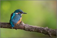 frisch ausgeflogen... Eisvogel *Alcedo atthis* unmittelbar nach dem Verlassen der Bruthöhle