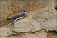 alle klassischen Merkmale einer Schwalbe... Uferschwalbe *Riparia riparia* nistet in einer Sandgrube am Niederrhein