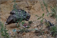 hungrig... Europäischer Uhu *Bubo bubo*, junger Uhu frisst von (vermutlich) einer Hasenpfote