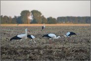 auf großer Reise... Weißstorch *Ciconia ciconia*, junge Weißstörche bei der Rast auf einem Acker bei Meerbusch, diesjährige Jungstörche