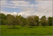 Streuobstwiese... Meerbusch *Lank Latum*, Bürgerwäldchen zwischen Lank Latum, Langst Kierst und Ilverich