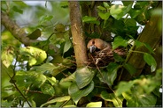 Nestpflege... Kernbeißer *Coccothraustes coccothraustes*, brütendes Weibchen richtet ihr Nest